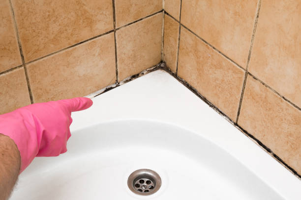 Mold Testing and Removal in Maricopa, AZ